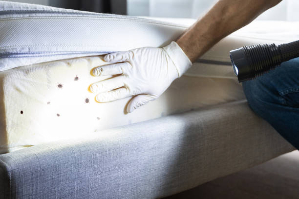 Best Affordable Pest Control Services  in Amherst, TX